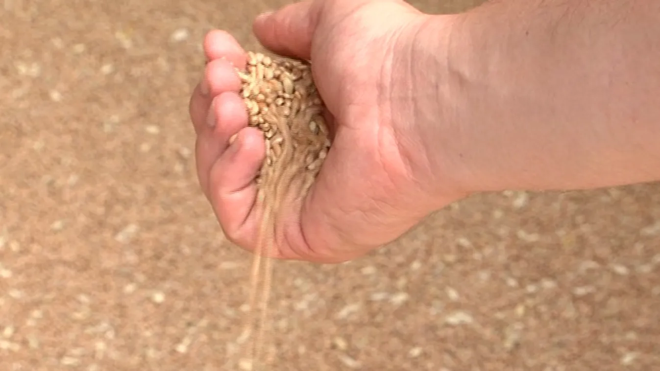 Az esőhiány rányomta a bélyegét a termésre