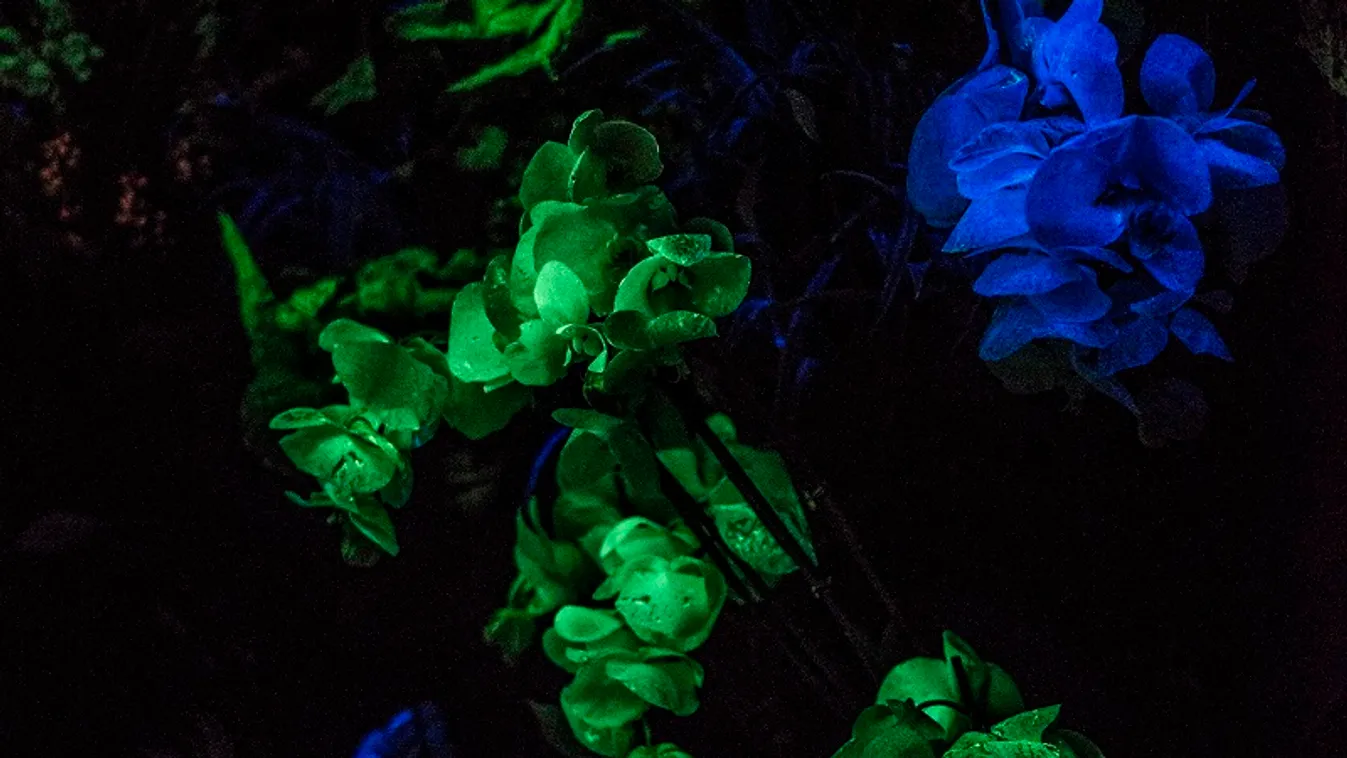 Világító virágok és a legújabb kerti trendek egy helyen