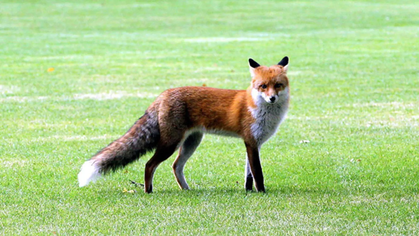 Jön Vuk? – Reggeli járat