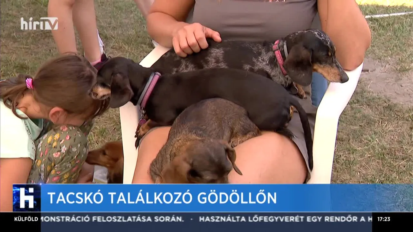Tacskó találkozó Gödöllőn