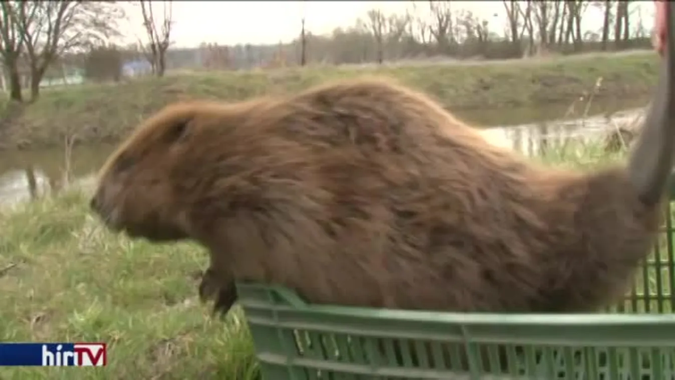 Remélik a helyiek, hogy a hódok elkerülik a gyümölcsöst