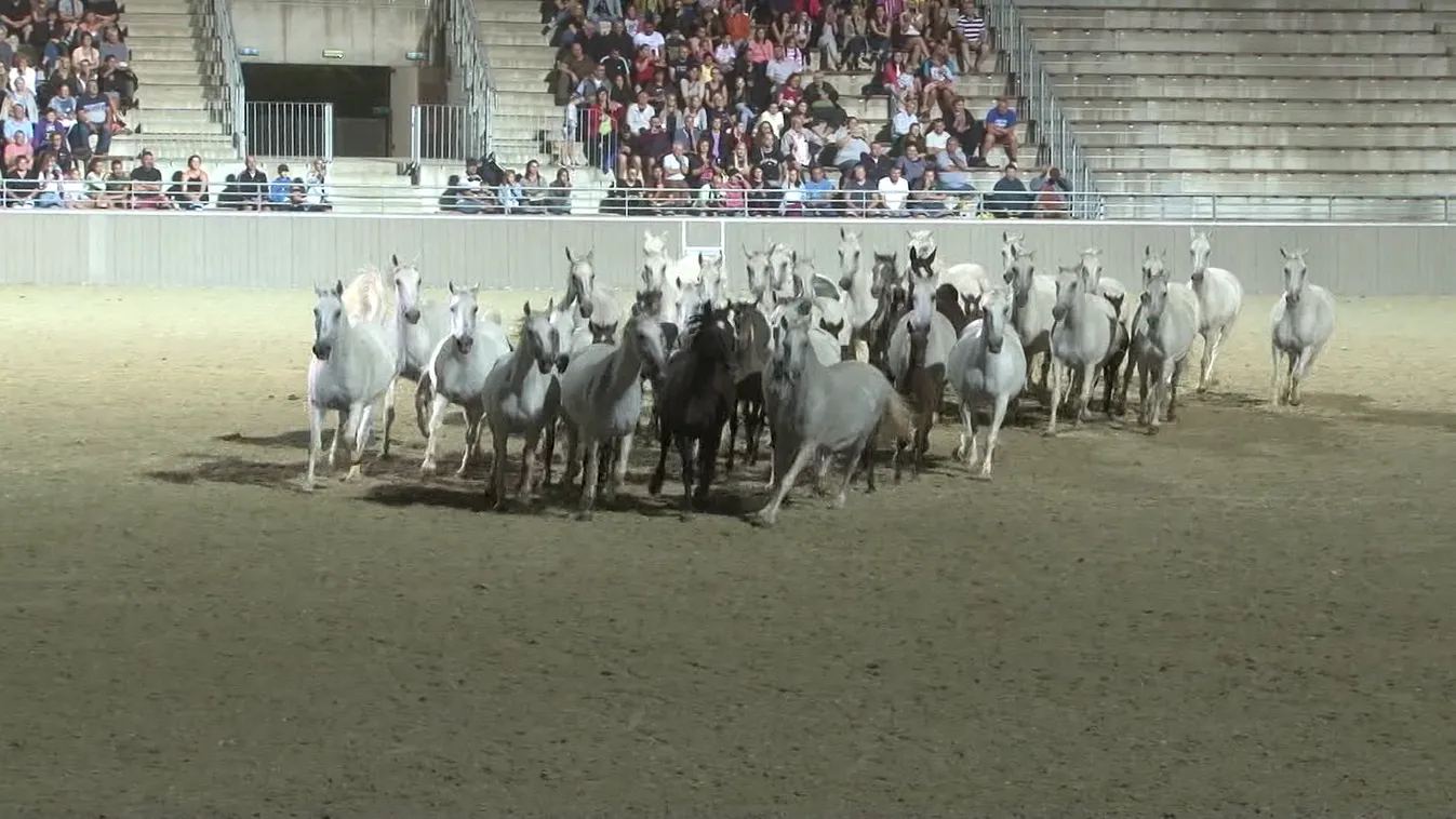 Radar - Lipicai történelem