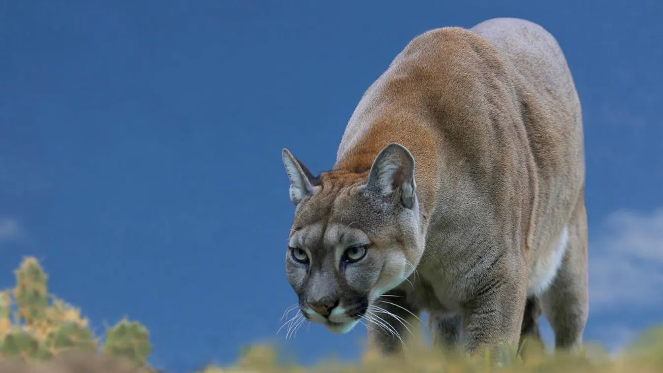 Pumatámadás okozhatta egy fiatal férfi halálát Texasban