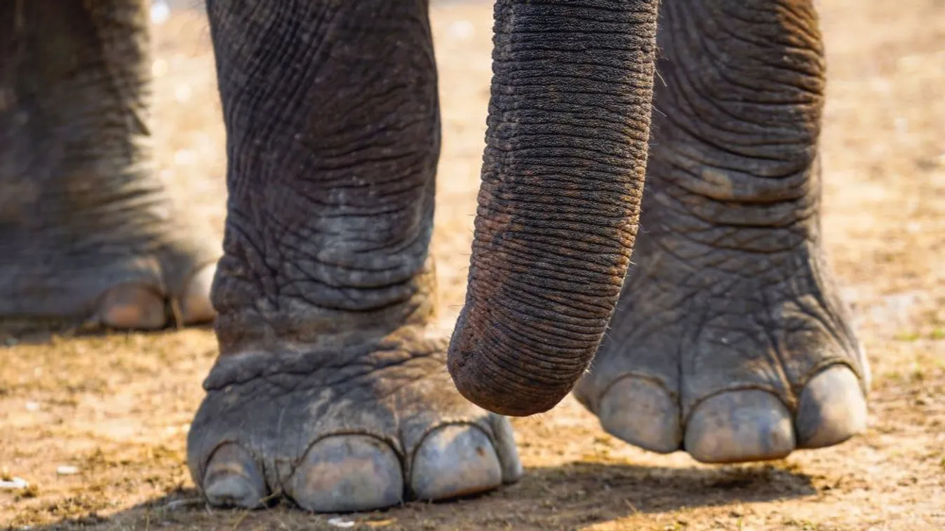 Elefánt taposott halálra egy osztrák turistát Namíbiában