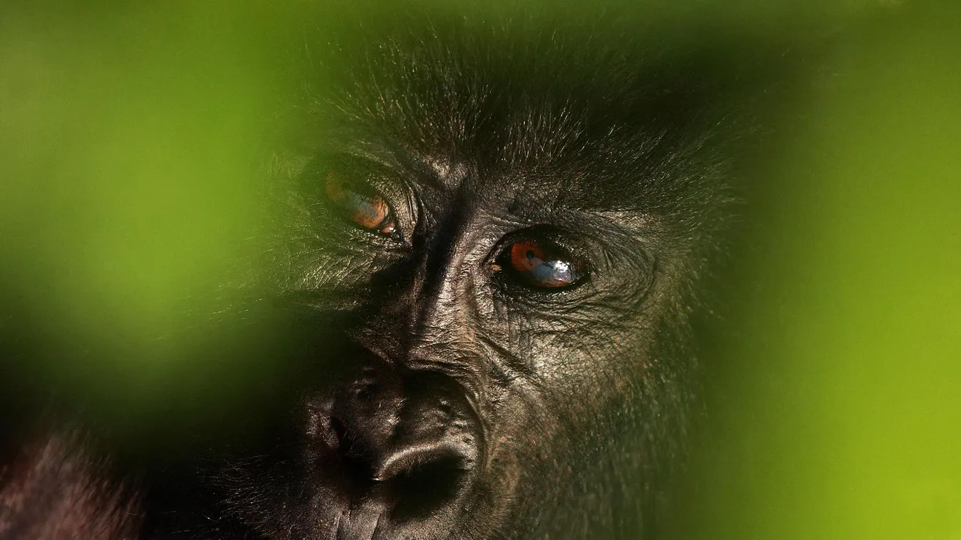 WWF Élő Bolygó Jelentés: globális kettős vészhelyzettel nézünk szembe
