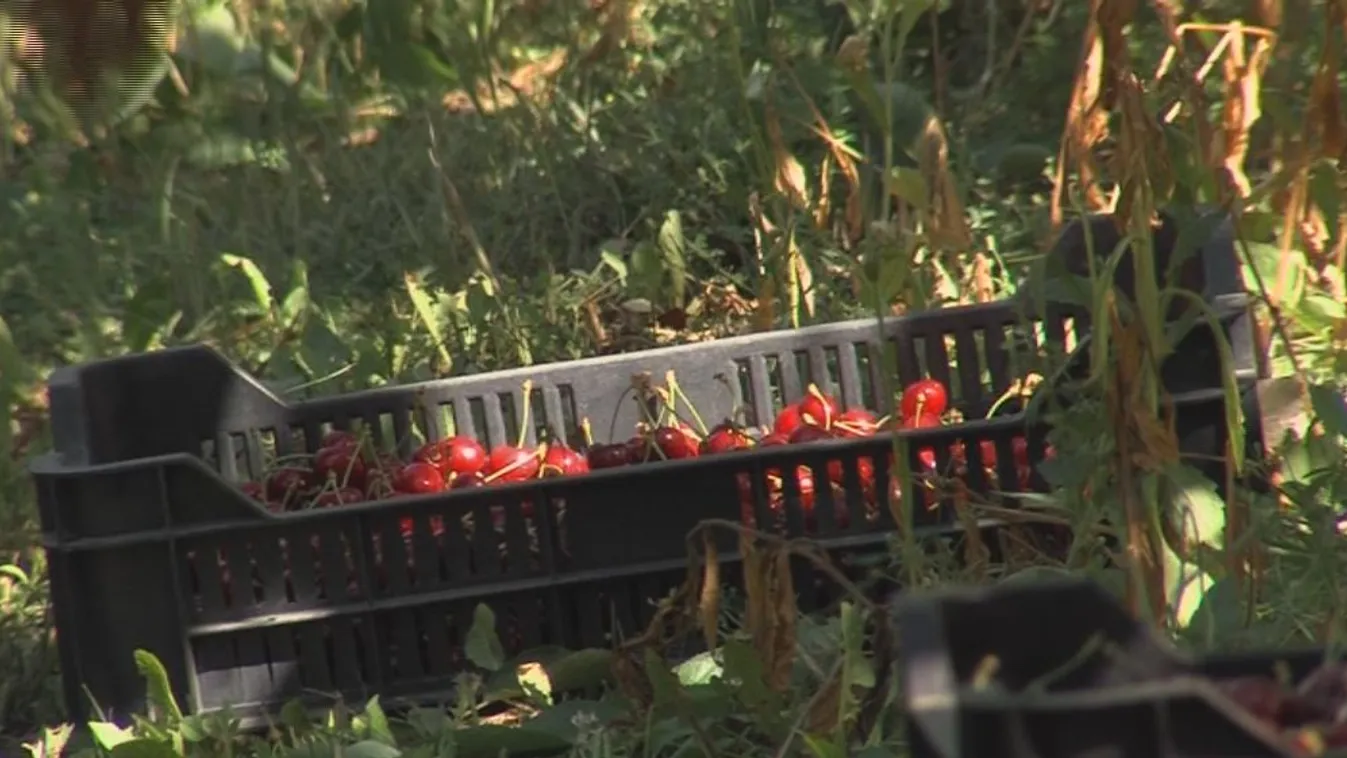 Kárba megy idén a cseresznye?