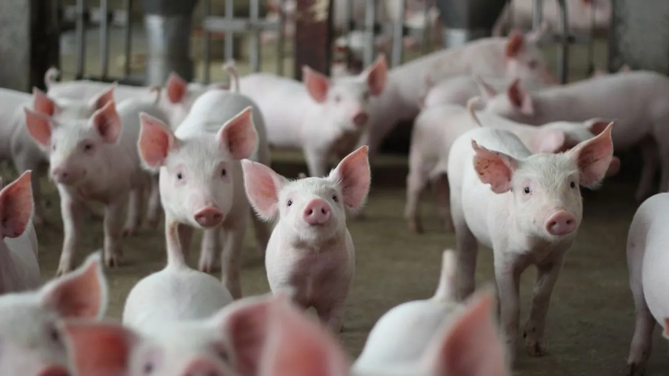 Kedvező kilátások a mezőgazdaságban: növekvő élelmiszerkereslet várható