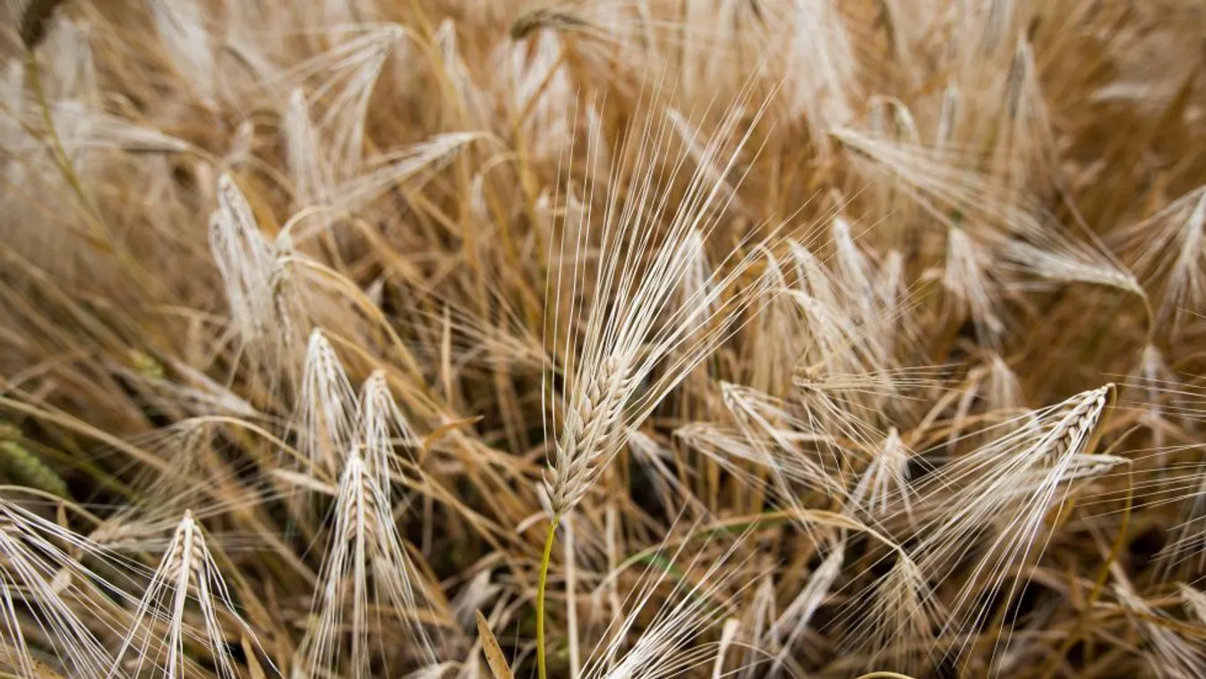 Jobb a búzaterméshozam, mégis buknak rajta a termelők