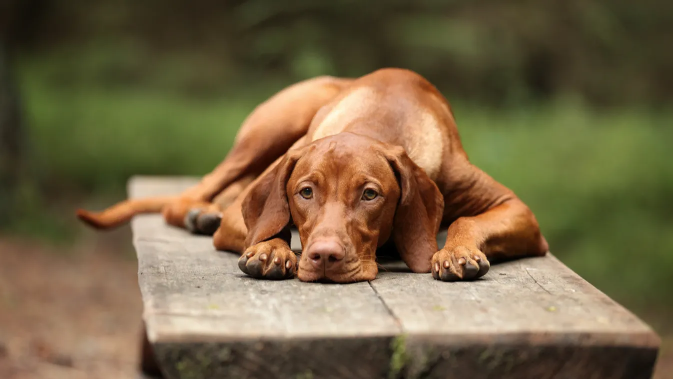 Dunapatajra már nem akarta magával vinni a vizsláját, ezért egy erdőben hagyta a kutyát