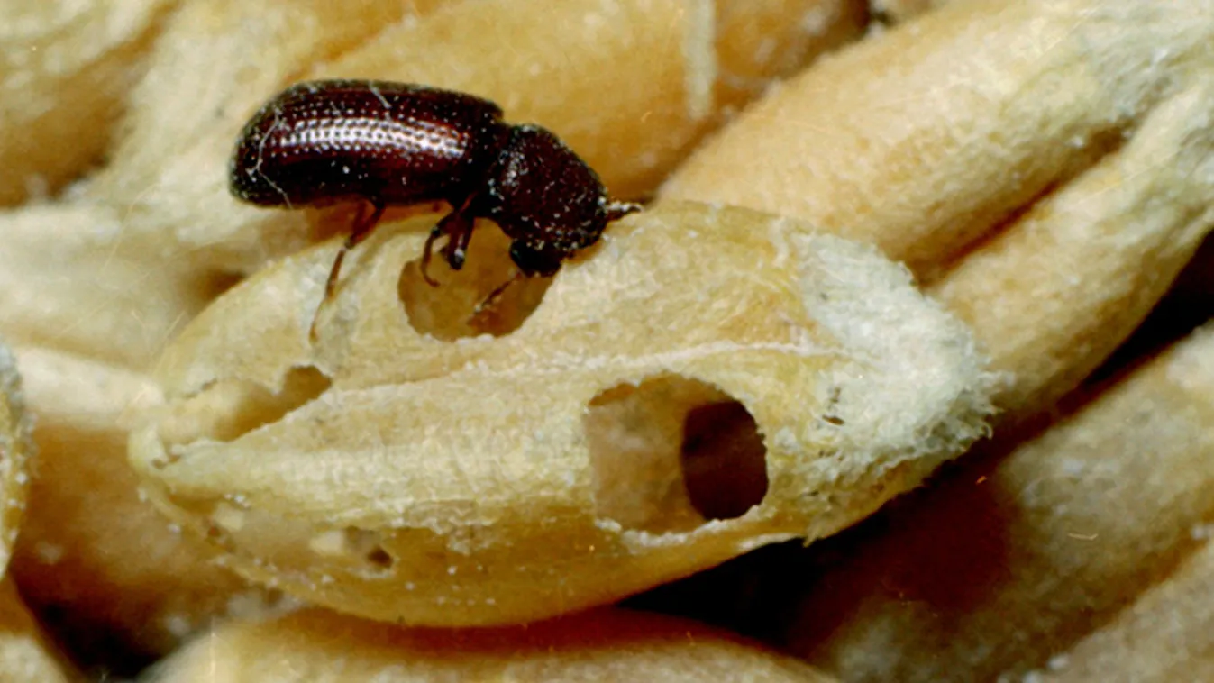 A rovarok megeszik az ebédünket