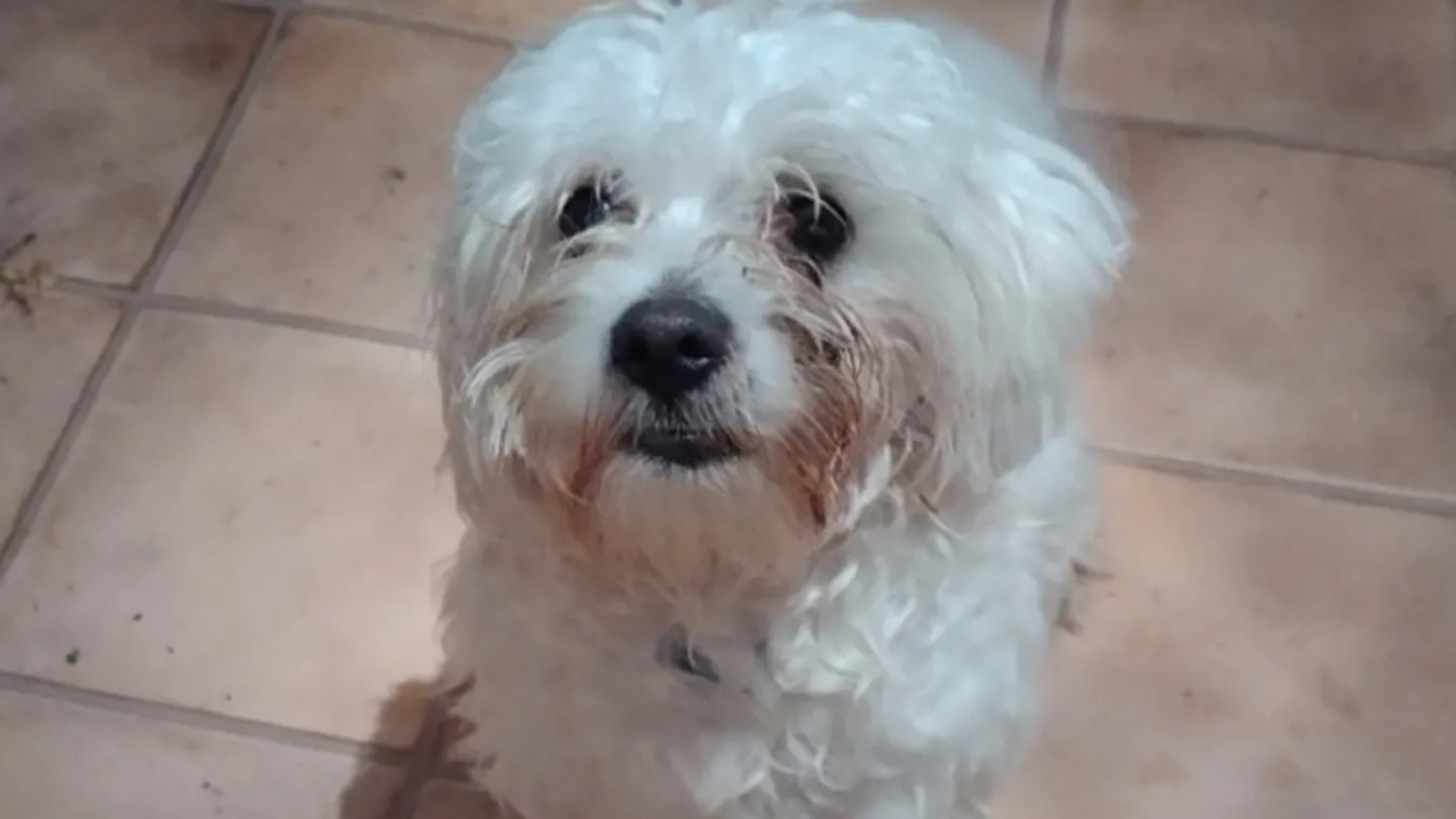 Magához csalta, majd autóba tette a kiskutyát