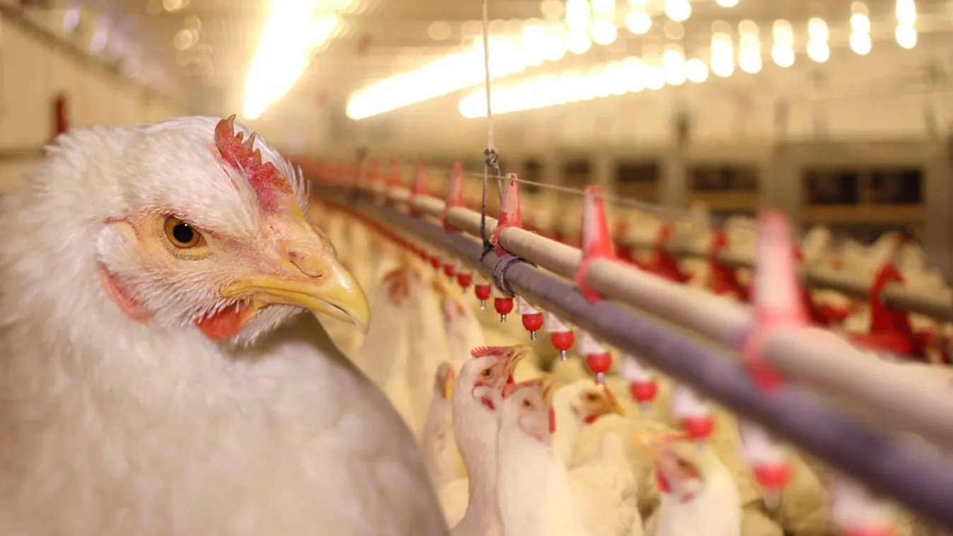 Megszűntek a madárinfluenza miatt elrendelt egyes korlátozások