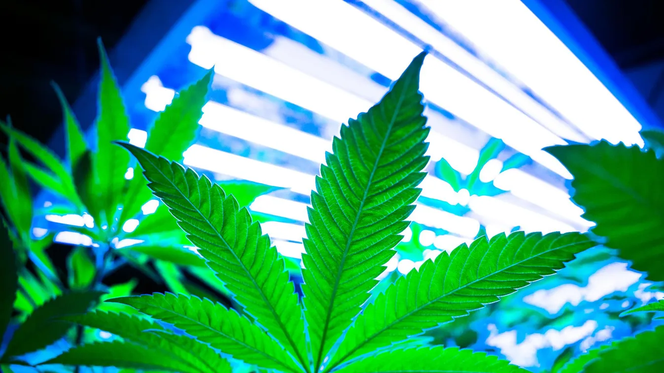 Drogmarketing a médiatartalmakban