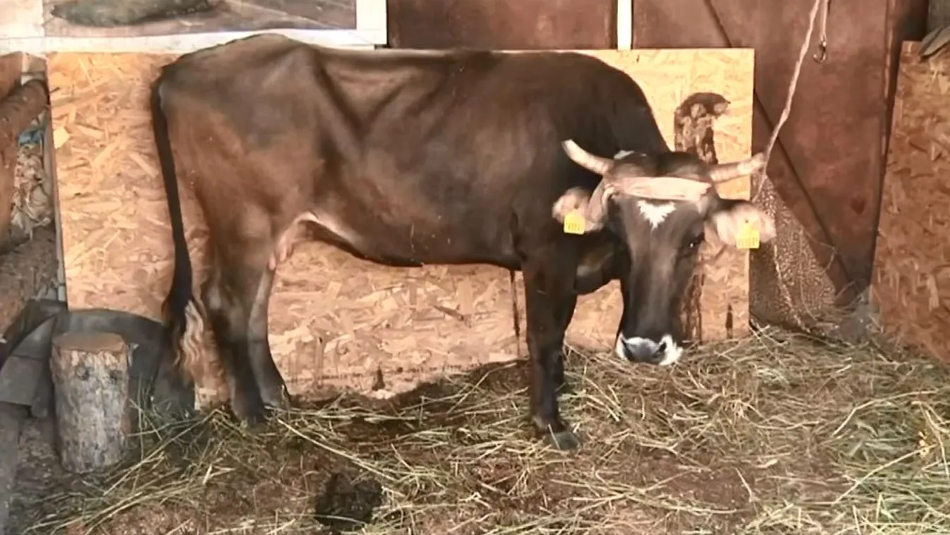 Megszánták Penkát nem vágják le amiért kilépett az unióból