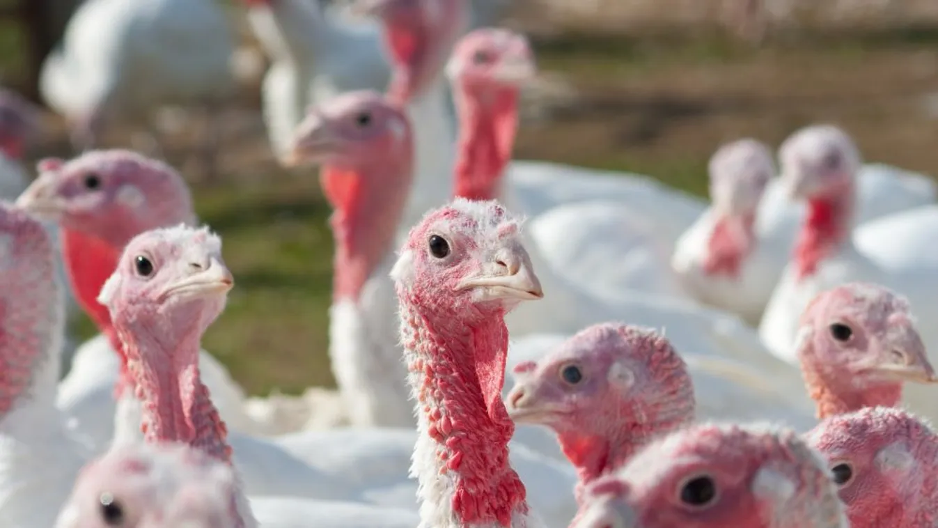 Új piacok nyílhatnak meg a magyar baromfi előtt