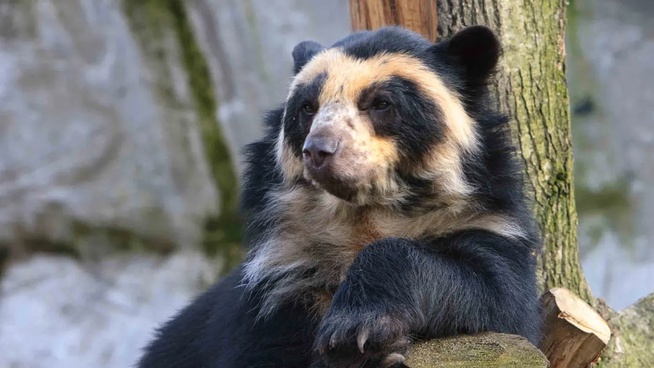 Perui medverezervátum – BBC Travel Show