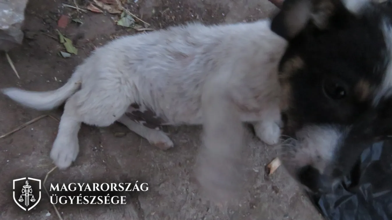 Saját kutyáin vezette le dühét