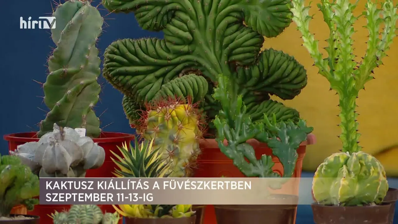 Paletta: Kaktusz kiállítás a Füvészkertben szeptember 11-13-ig