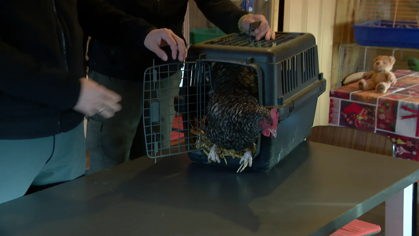 Radar: Minden állat tanítható