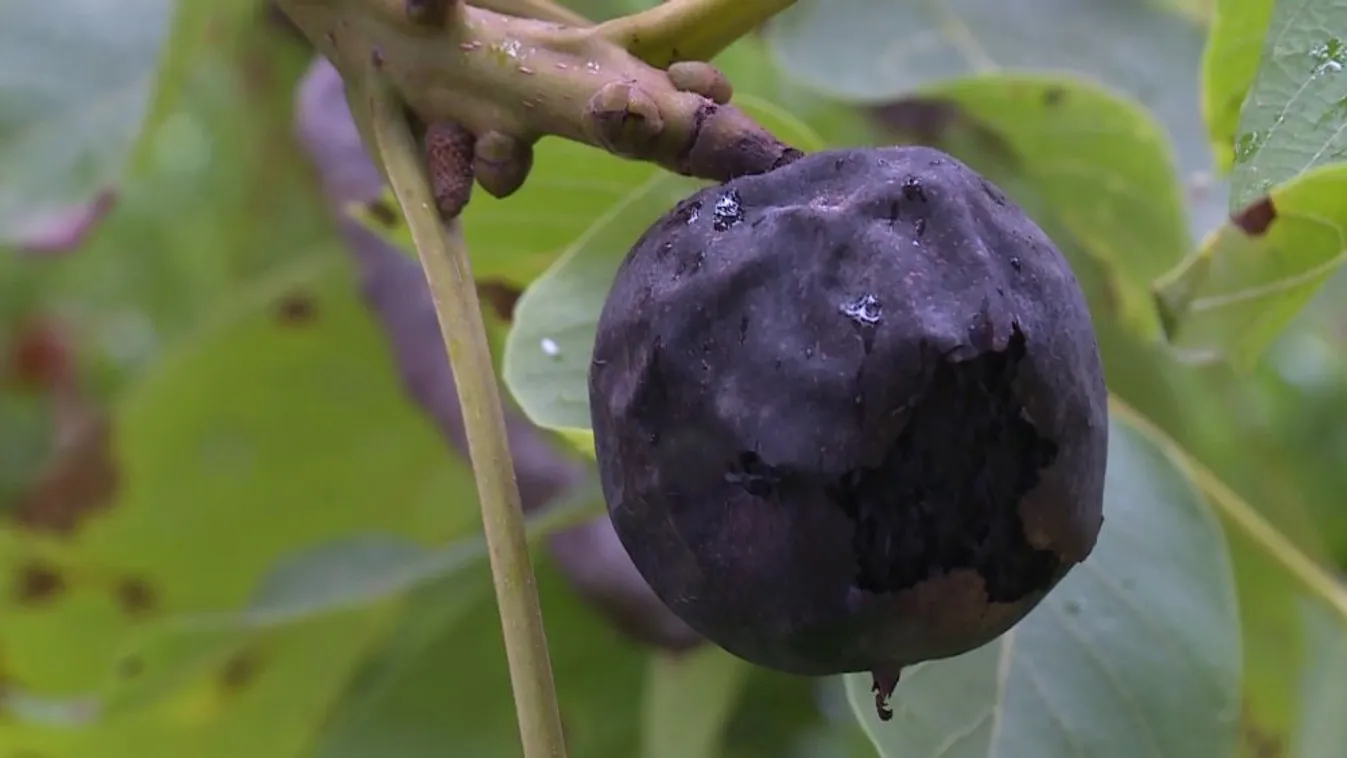 Egyre nagyobb gondot okoz a dióburok-fúrólégy