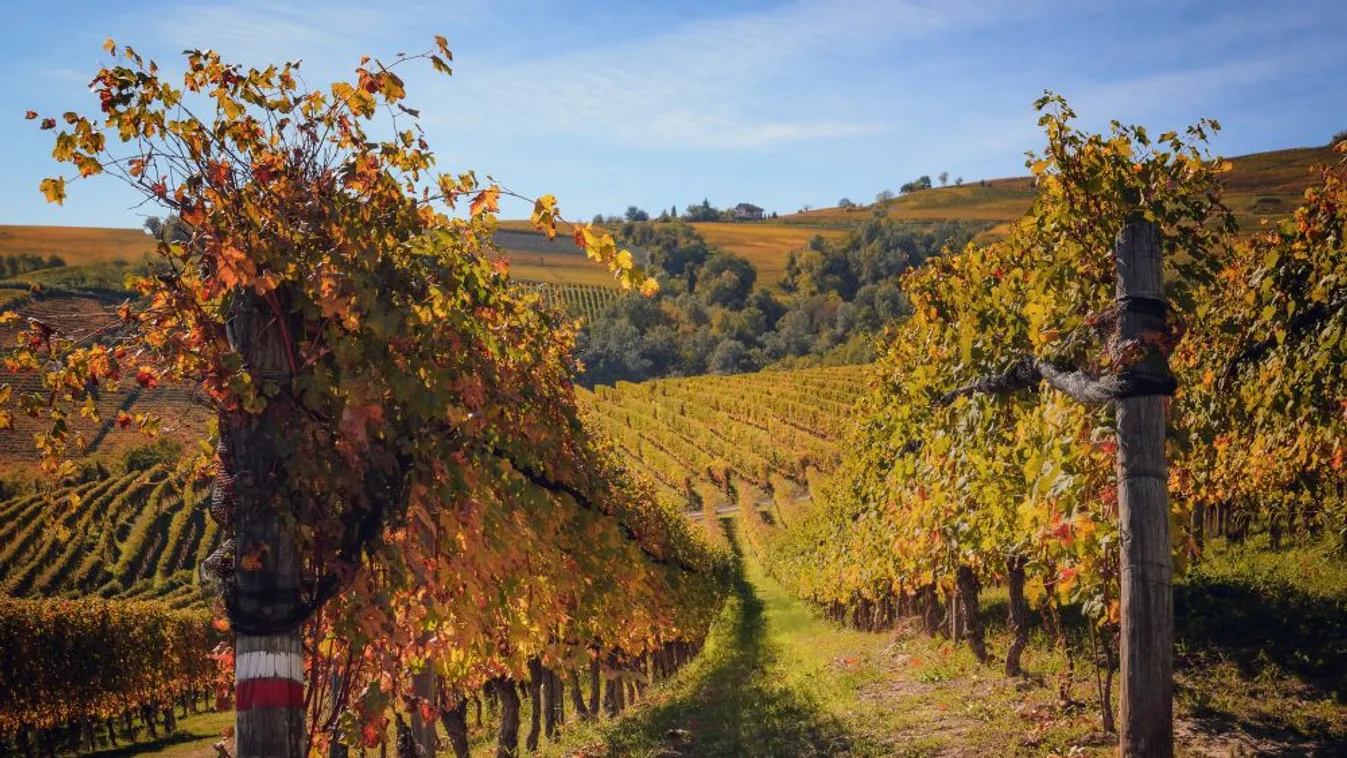 Egyre többen élnek a Zártkerti program lehetőségeivel