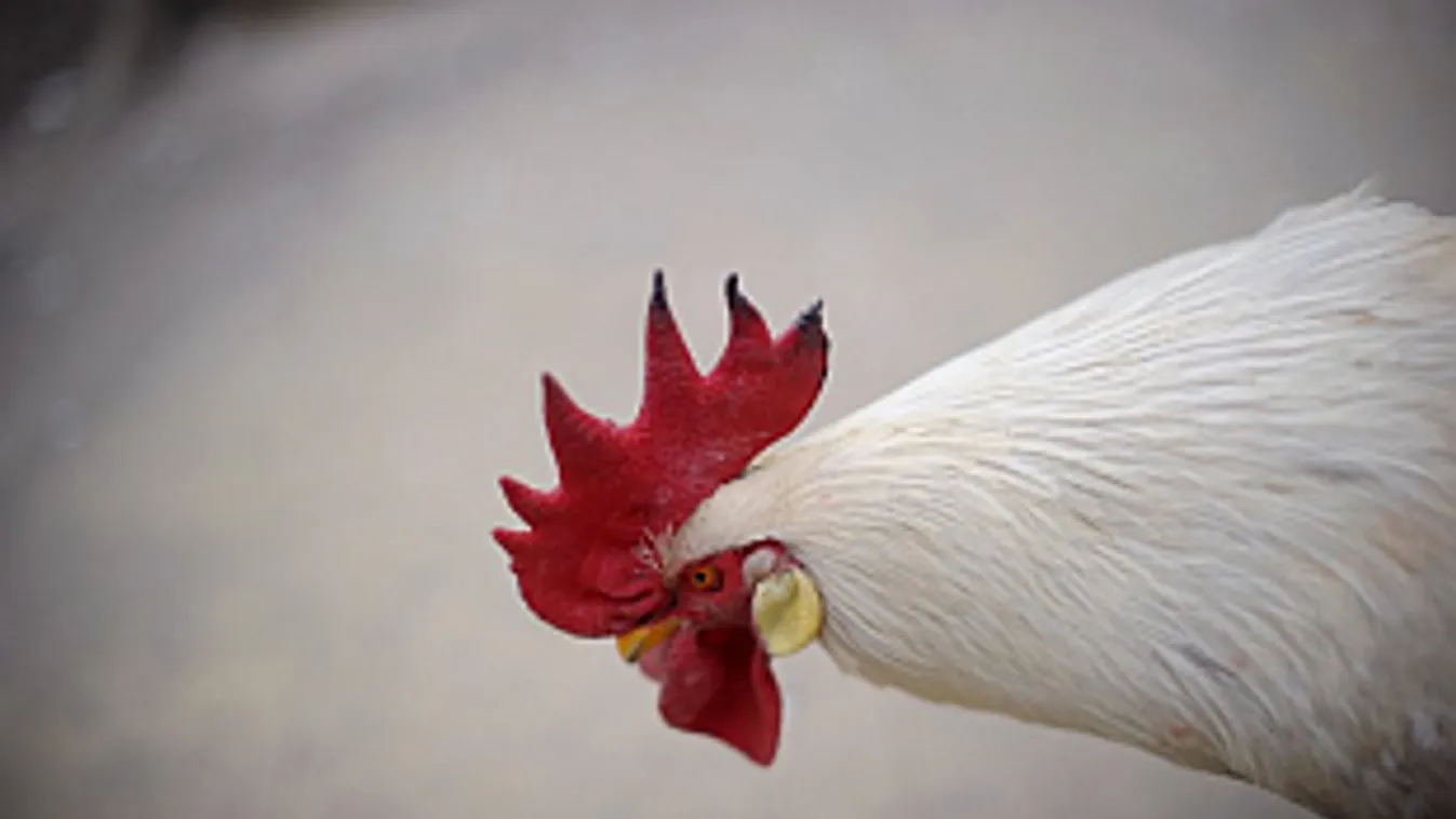 Szomszédok – Panaszkönyv