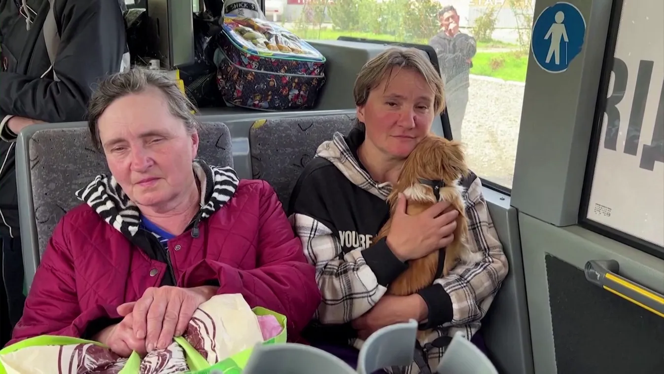 Radar: Az állatok is szenvednek a háborúban