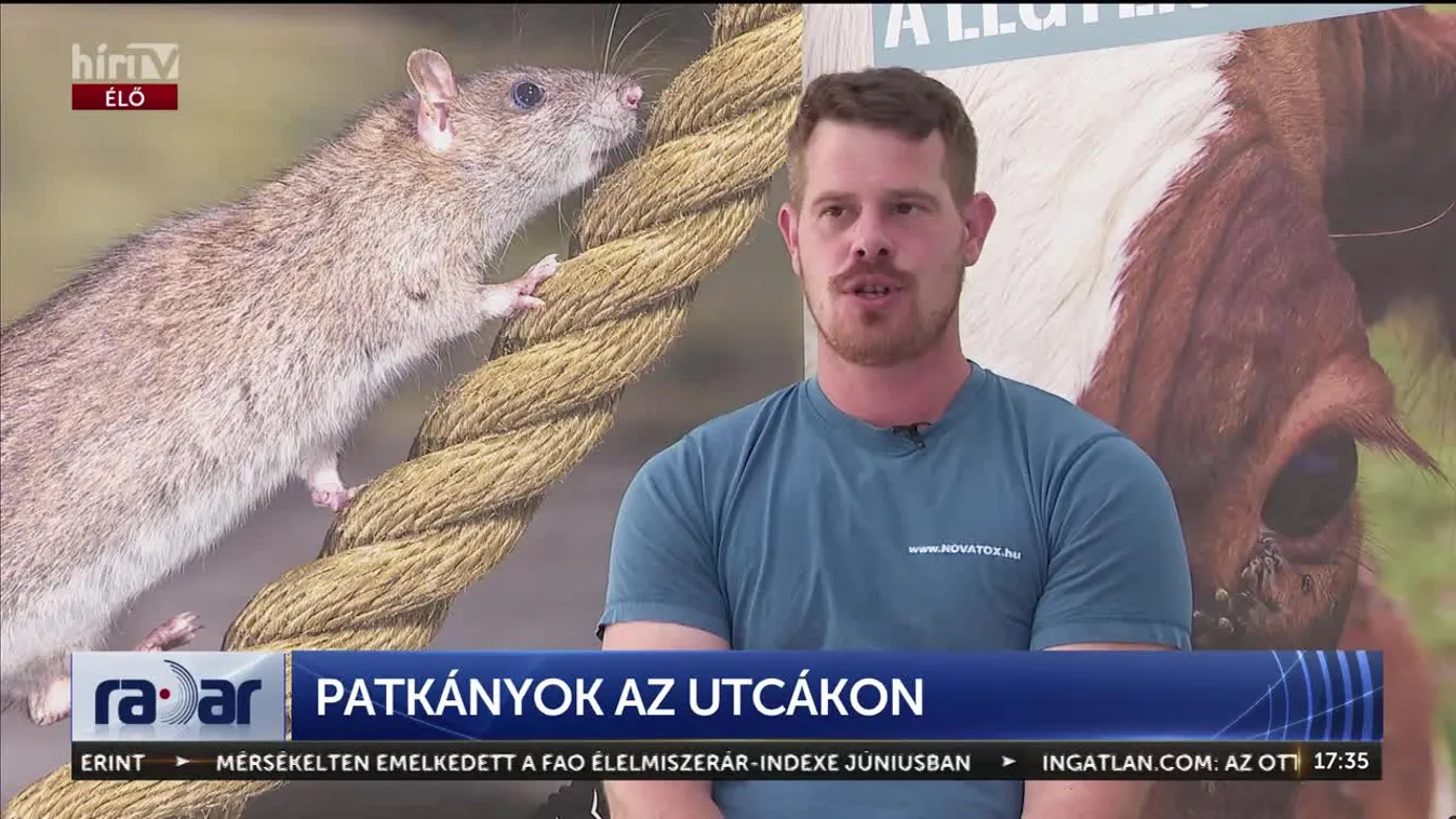 Radar -  Patkányok az utcákon + videó