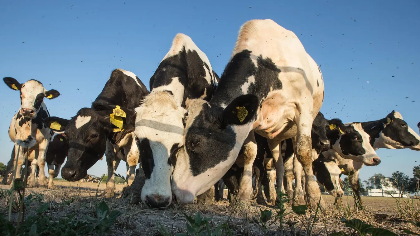 Egyre többen perelnék az agrárkamarát
