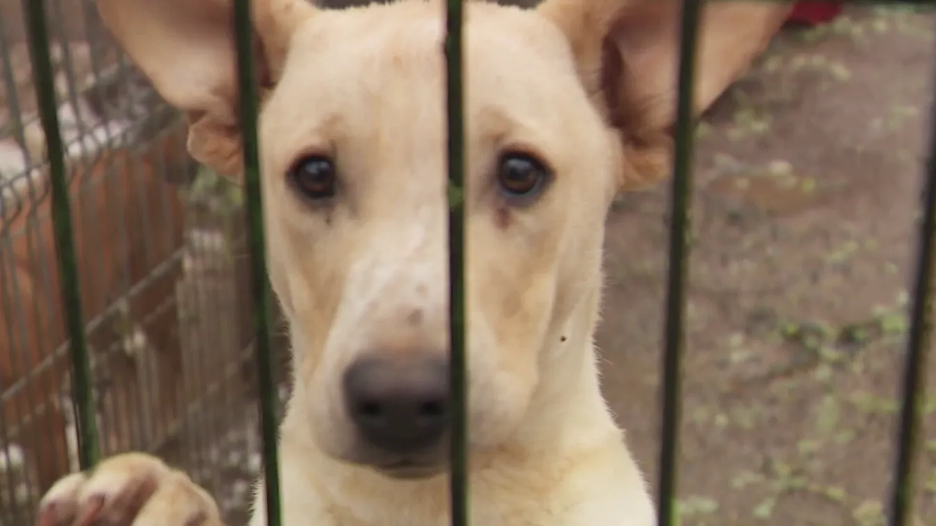 Radar – Ne legyen élő állat a karácsonyfa alatt + videó