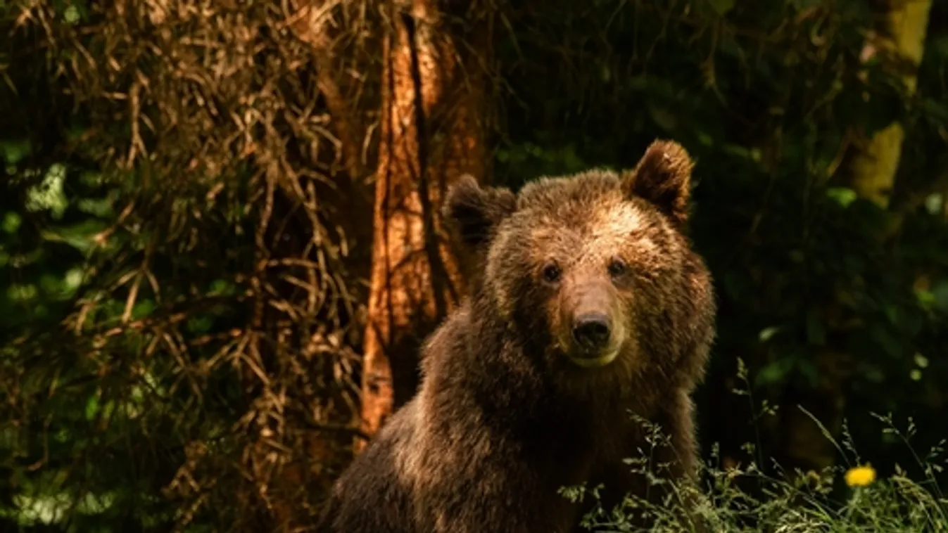 Otthonra leltek a nagyvadak Nógrádban?