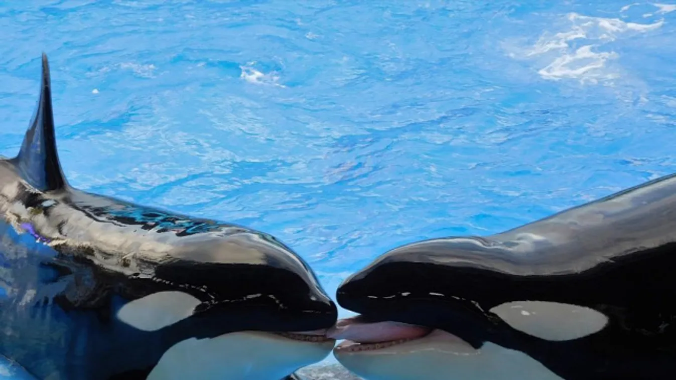 Elengedték az orosz "cetbörtönben" fogva tartott utolsó kardszárnyú delfineket is