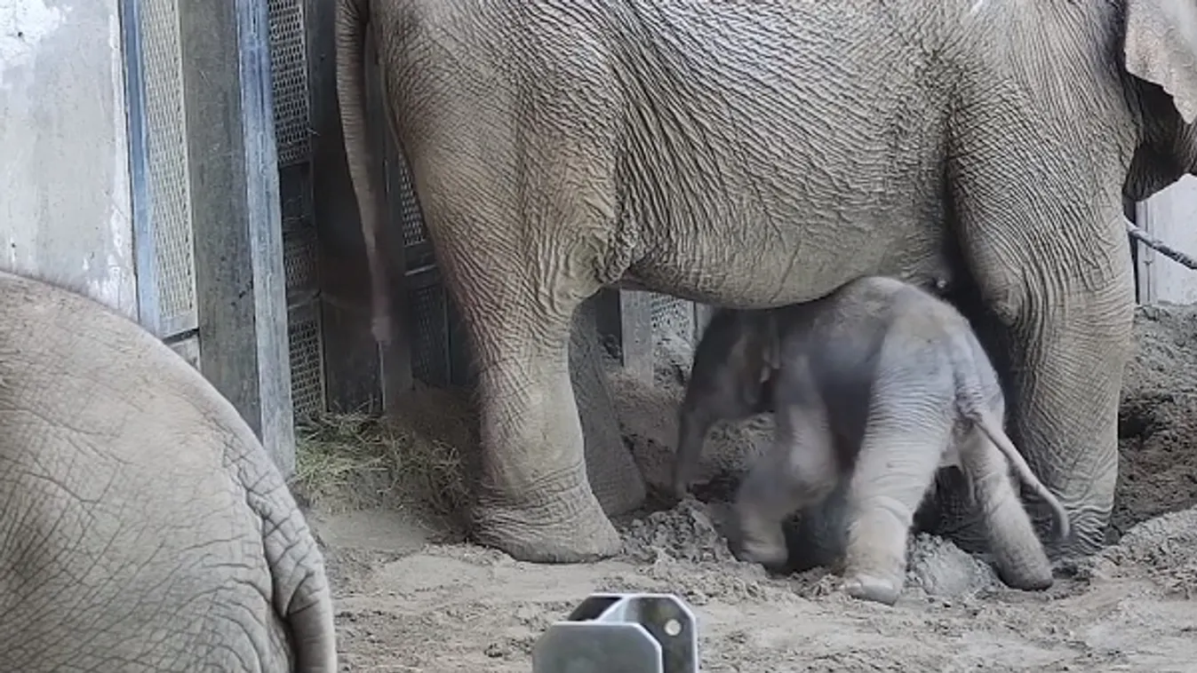 Megszületett a várva várt kiselefánt + videó