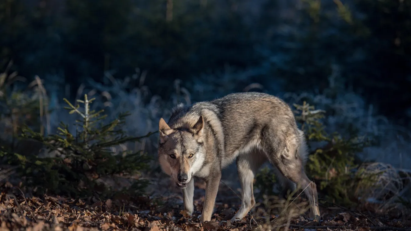 Őrizetbe vettek két férfit a lelőtt jeladós, svájci farkas ügyében