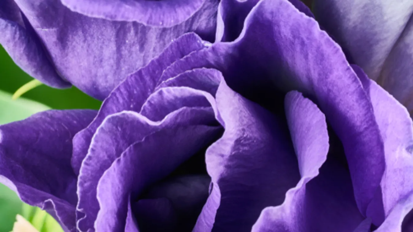 A büntetés-végrehajtási szervezetben is sok nő szolgál: a BvOP videóval köszönti őket nőnapon