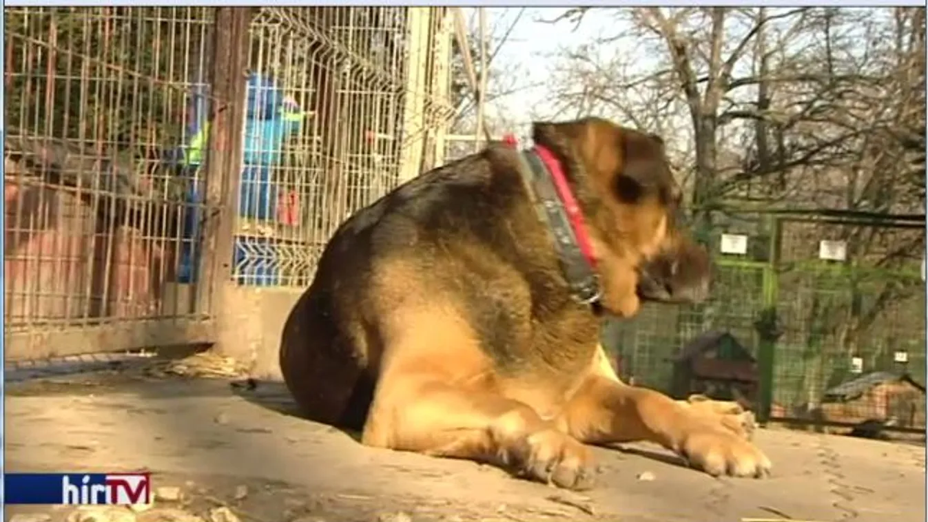 Fokozottan kell figyelni a háziállatokra Szilveszterkor