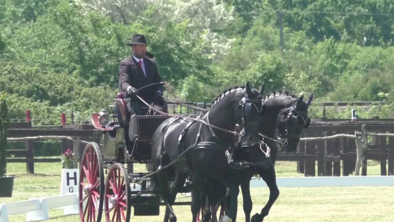 Hazai versennyel hangolnak a vb-re a fogathajtók