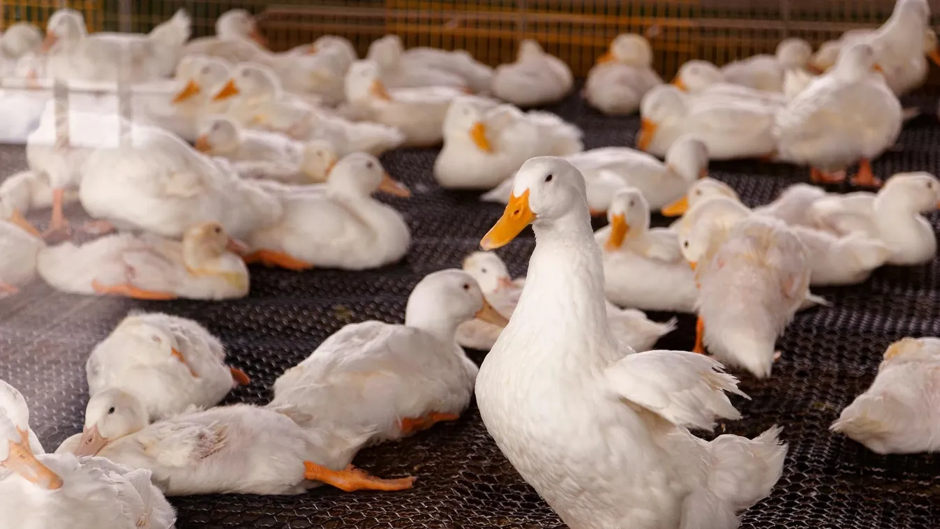 Újabb baromfitelepen jelent meg a madárinfluenza Hajdú-Bihar vármegyében