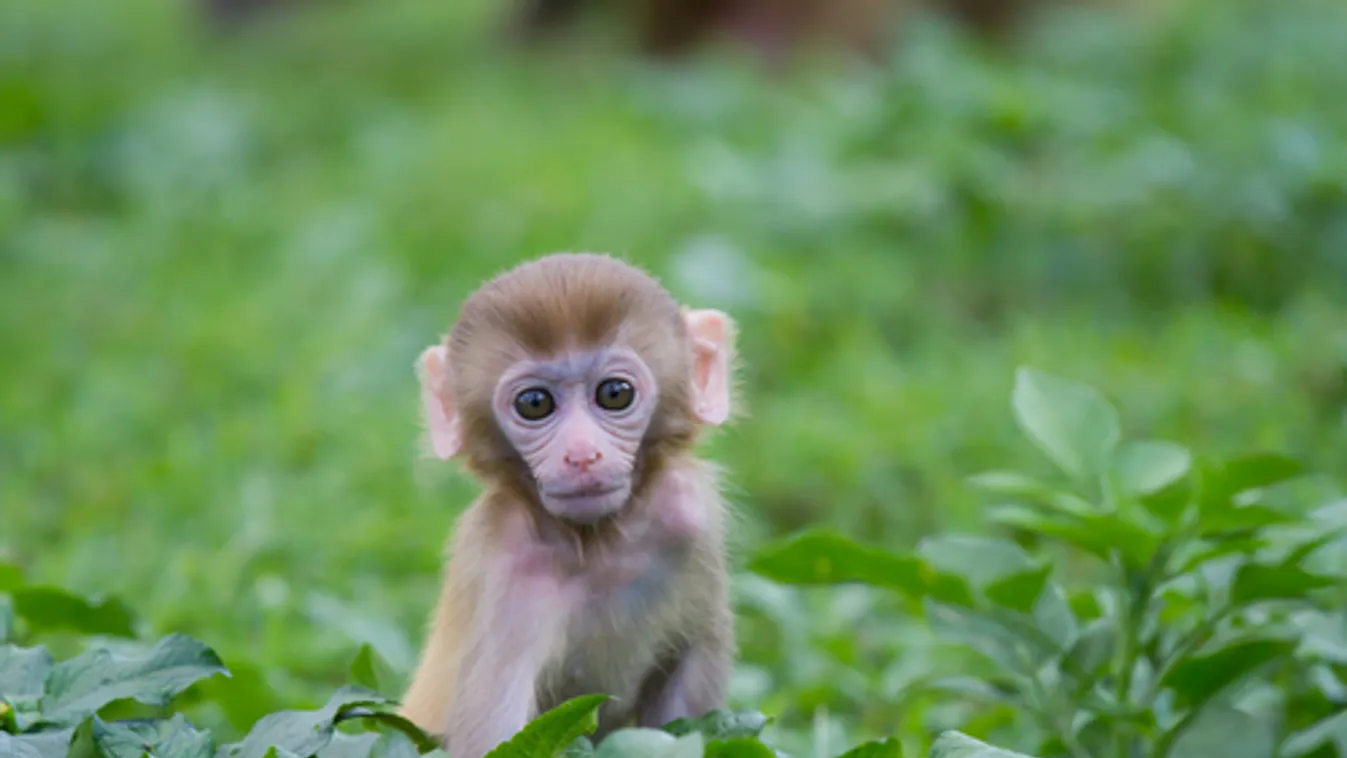Emberi sejteket tartalmazó majomembriókat hoztak létre