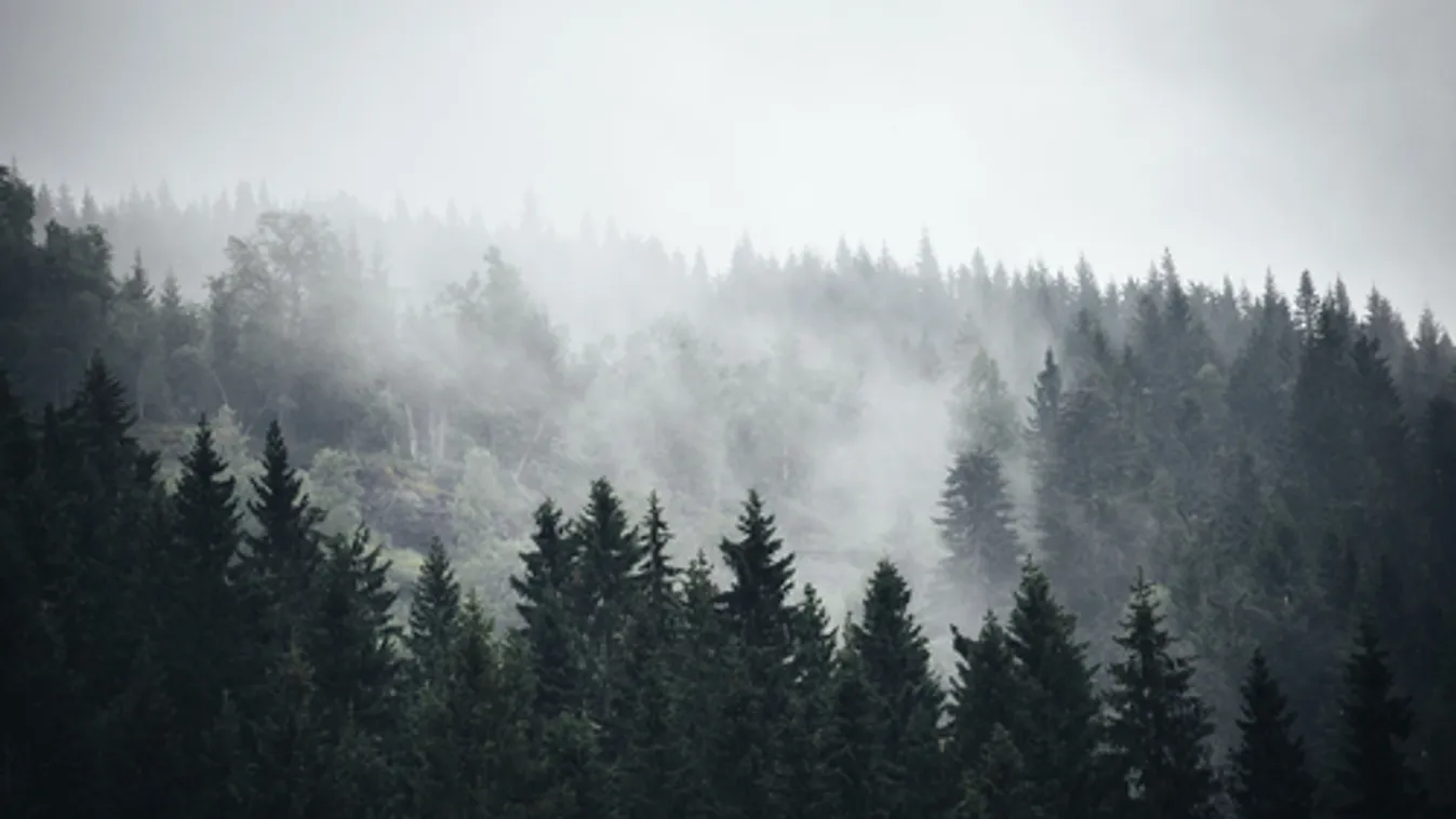 A pilisi erdőben találták meg az eltűnt budapesti férfi holttestét