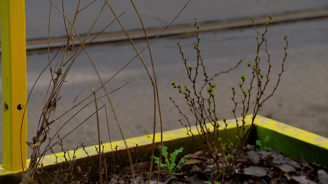 Elmaradt a Pikó-féle zöldítési program Józsefvárosban + videó