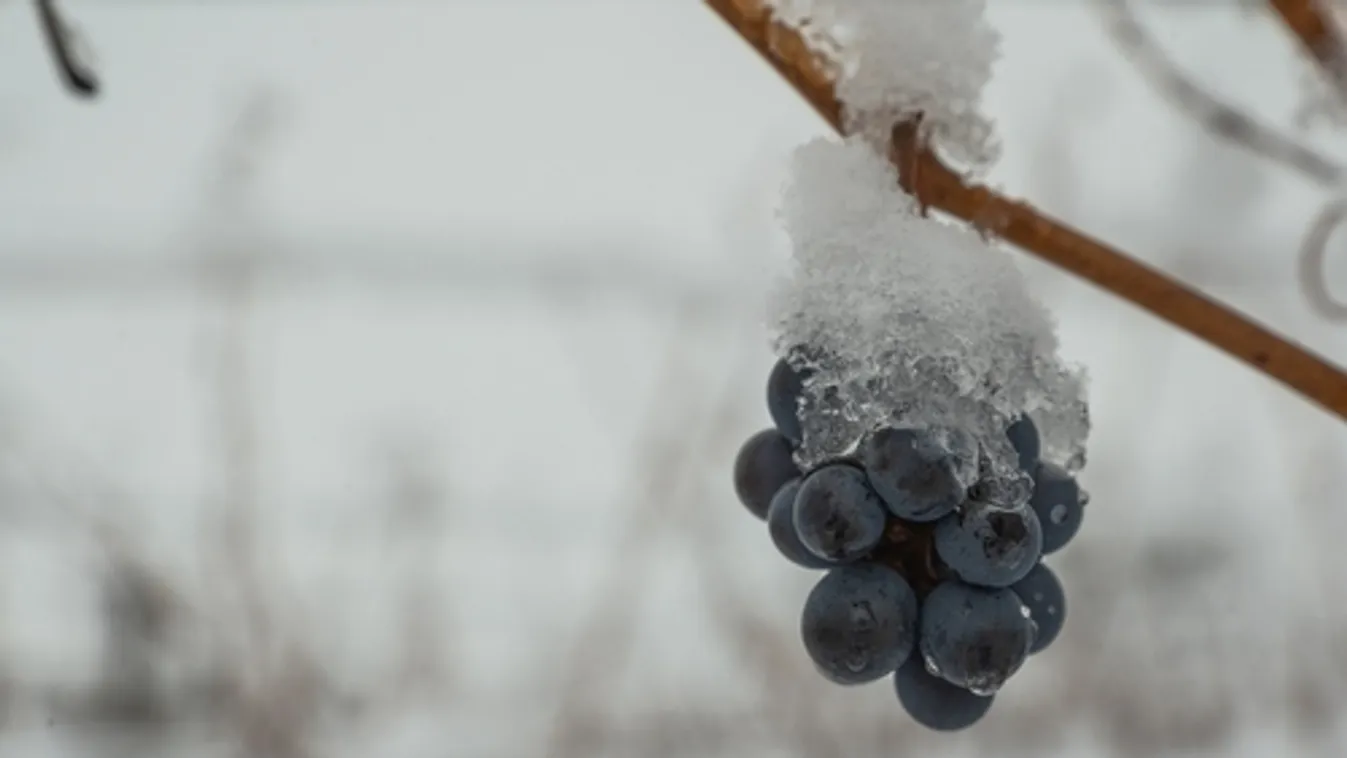 Agrárminisztérium: újabb segítség a fagykár elleni védekezésben