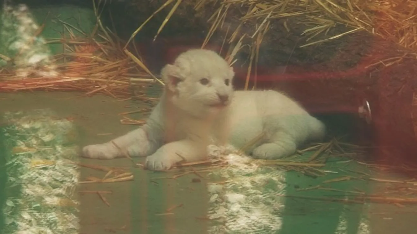 Különleges oroszlánkölyök született Szegeden