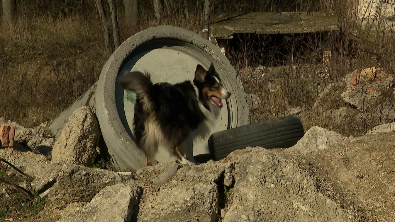 Radar - Mentőkutya bevetésen