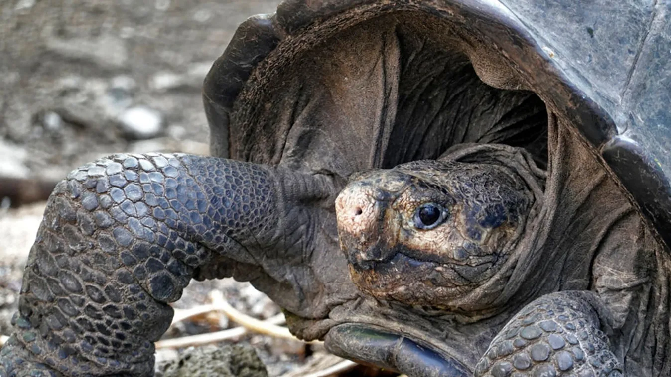 Kihaltnak hitt óriásteknőst találtak a Galapagos-szigeteken