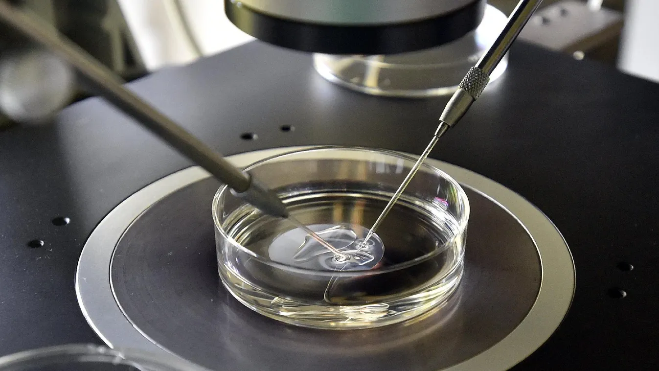 Lombikügy: népszerű vagy elvhű legyen az egyház?