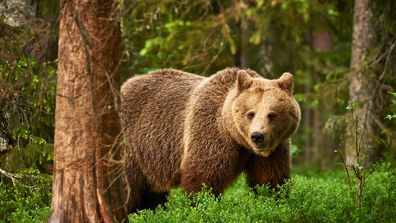 Ismét lakott területen járt a medve Miskolcon