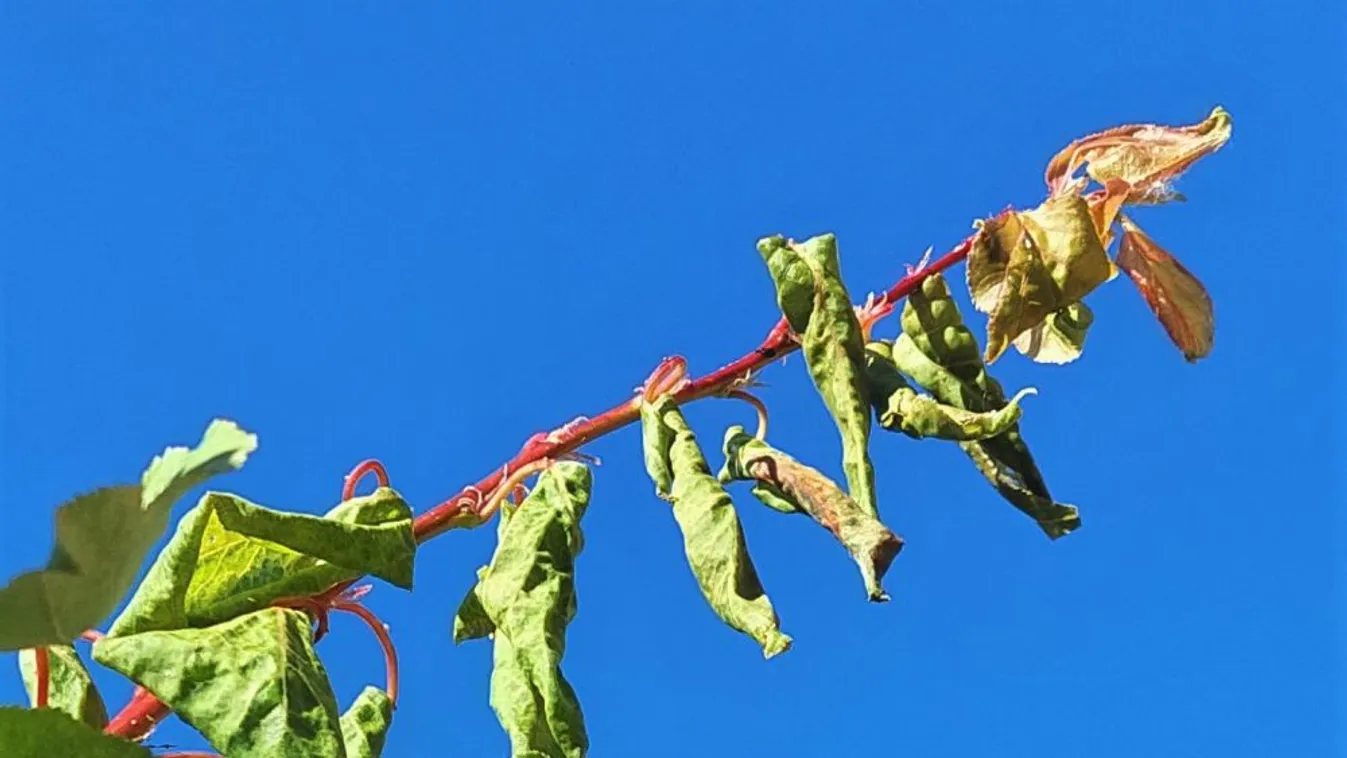 Új kártevő jelent meg Magyarországon