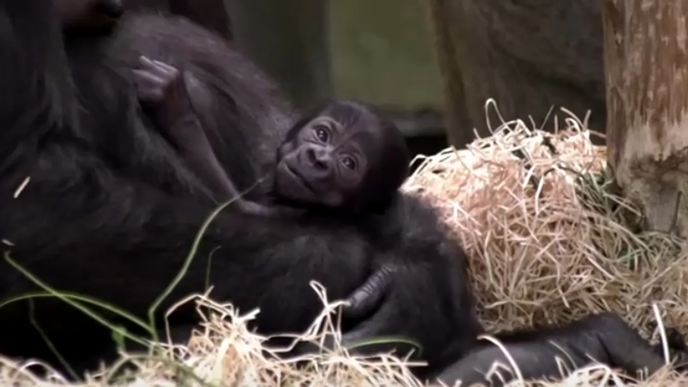 Nőstény a Berlini Állatkert kéthetes gorillája