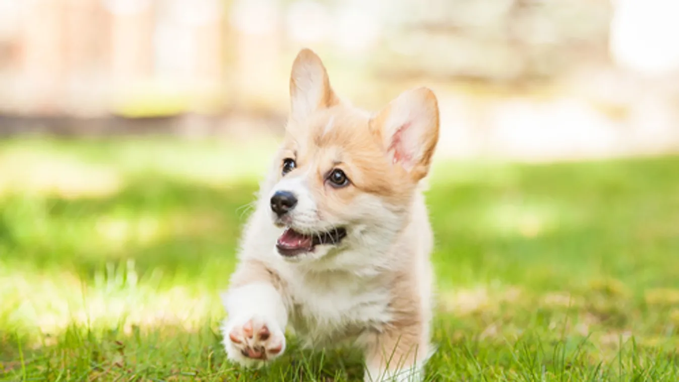 Ismét van corgija Erzsébet királynőnek